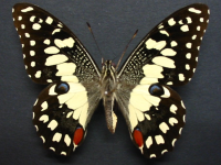 Papilio demoleus sthenelus - Adult